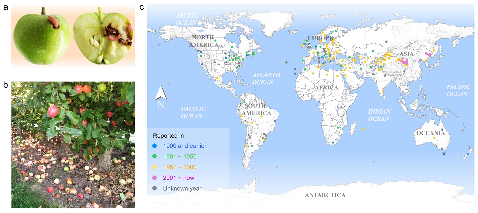 图1 苹果蠹蛾蛀果危害和全球扩散分布图