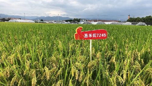 嘉禾2号水稻品种图片